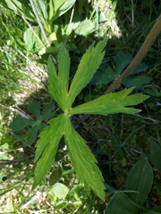 Ranunculus aconitifolius