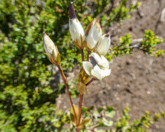 Gentianella diemensis