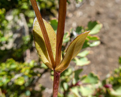 Gentianella diemensis