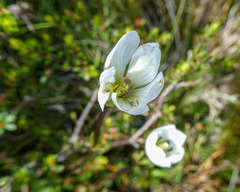Gentianella eichleri