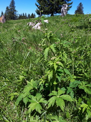 Ranunculus aconitifolius