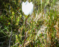 Gentianella eichleri