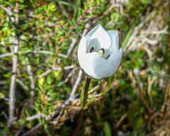 Gentianella eichleri