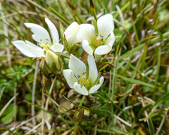Gentianella diemensis