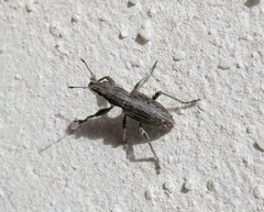 Charagmus intermedius