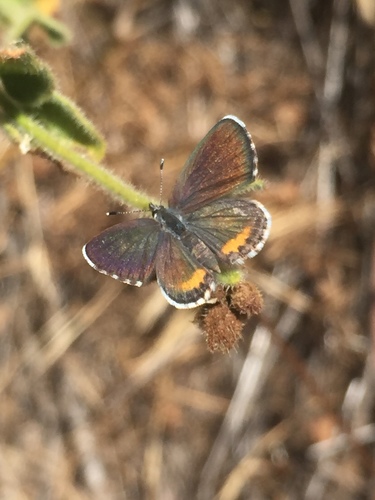 Bernardino Blue