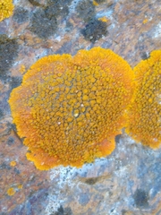 Polycauliona impolita