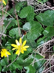 Ficaria verna