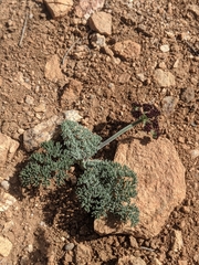 Lomatium mohavense