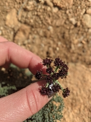 Lomatium mohavense