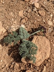Lomatium mohavense