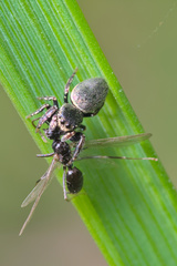 Sassacus papenhoei