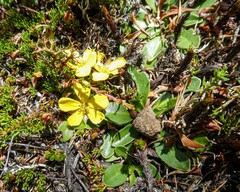 Hibbertia procumbens