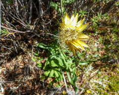 Xerochrysum subundulatum
