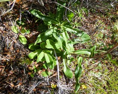 Xerochrysum subundulatum