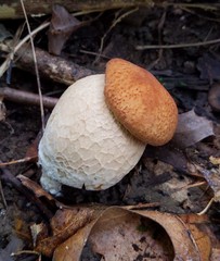Boletus nobilissimus