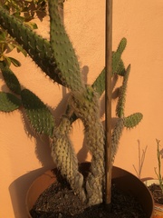Opuntia