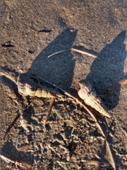 Cerithideopsis californica