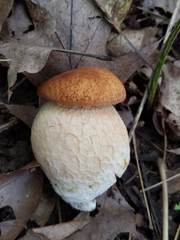 Boletus nobilissimus
