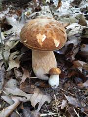 Boletus nobilissimus