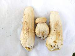 Boletus nobilissimus