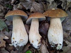 Boletus nobilissimus