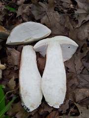Boletus nobilissimus