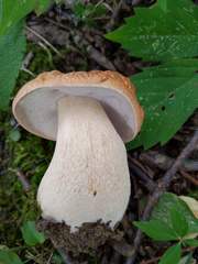 Boletus nobilissimus