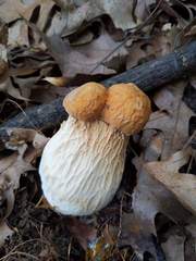 Boletus nobilissimus