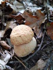 Boletus nobilissimus