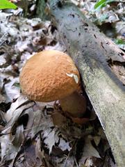 Boletus nobilissimus