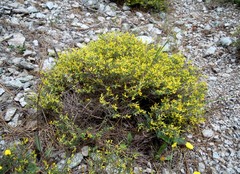 Anthyllis hermanniae corsica