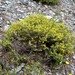 Anthyllis hermanniae corsica - Photo (c) philippe_geniez, algunos derechos reservados (CC BY-NC)