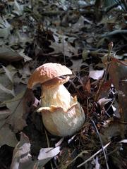 Boletus nobilissimus