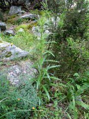 Ptilostemon casabonae