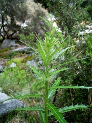 Ptilostemon casabonae