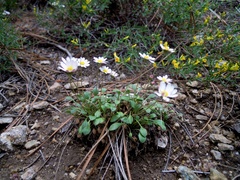Bellium bellidioides
