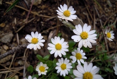 Bellium bellidioides