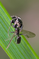 Sassacus papenhoei