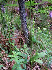 Platanthera algeriensis