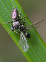 Sassacus papenhoei