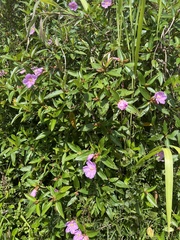 Melastoma septemnervium