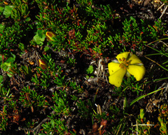 Hibbertia procumbens