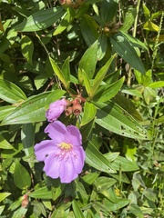 Melastoma septemnervium