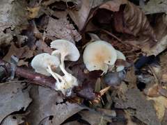 Clitocybe regularis