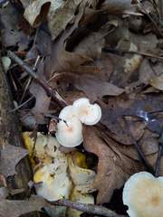 Clitocybe regularis
