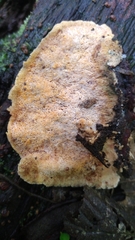 Earliella