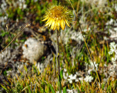 Xerochrysum subundulatum
