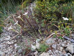 Dianthus longicaulis