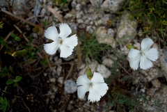 Dianthus longicaulis